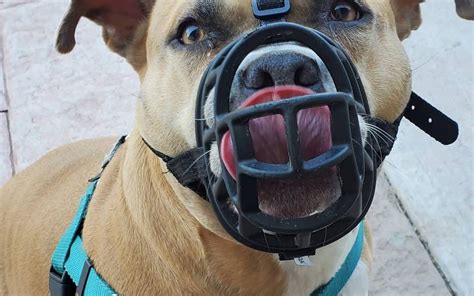 Are Muzzles Good Or Bad For Dogs