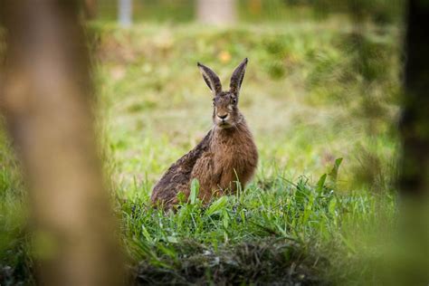 Hare Raising Truths About The Mad March Hare