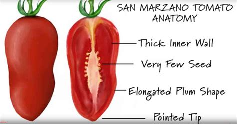 The best way to get the san marzano tomato seeds to grow well is to plant them in soil that is moist and full of nutrients. Tips On Growing San Marzano Tomatoes And Why Grow Them