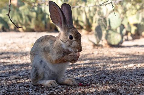Cottontail Rabbit Facts Pictures Lifespan Behavior And Care Guide