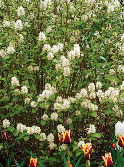 Flowering Hedges G4rden Plant