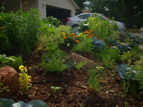 Edible Landscaping In The Front Yard Dengarden