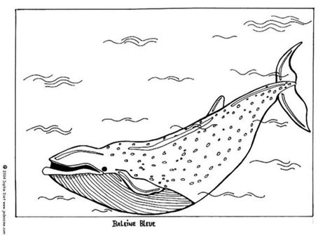 We have collected 40+ blue whale coloring page images of various designs for you to color. Blue whale coloring pages - Hellokids.com