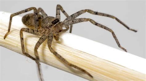 What Do Brown Recluse Spiders Eat Pet Food Guide