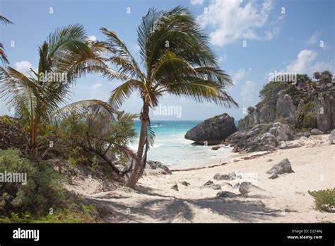 Palm Trees On The Beach At The Tulum Ruins Tulum Riviera Maya
