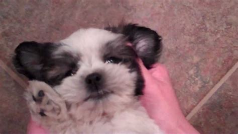 Cute Shih Tzu Puppy Coopers Baby Face Youtube