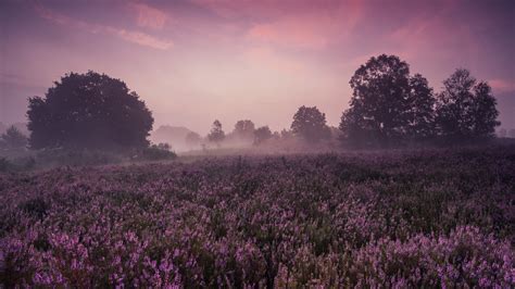 Flower Field With Fog During Morning Hd Nature Wallpapers Hd