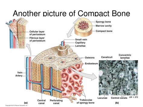 Ppt Bone Physiology Powerpoint Presentation Free Download Id3357358
