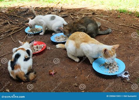 Jakarta Indonesia 30 October 2020 Feed A Group Of Wild Feral Cats