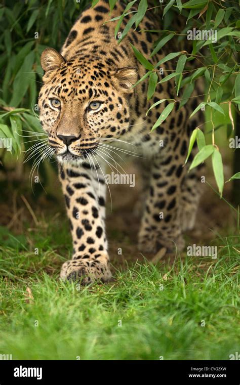 Amur Leopard Hi Res Stock Photography And Images Alamy