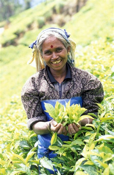0 Sri Lanka Tea Women Free Stock Photos Stockfreeimages