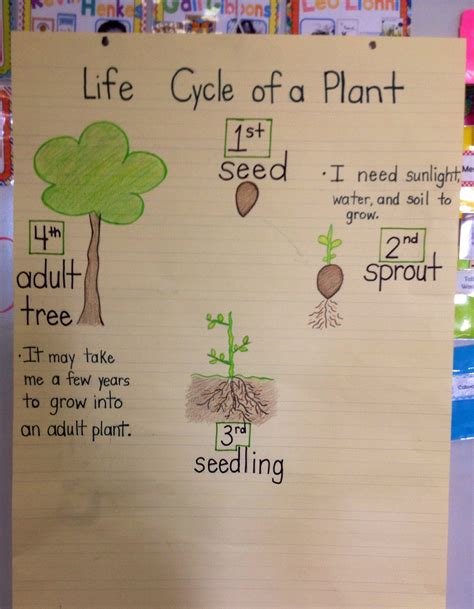 Research Focus Life Cycle Of A Plant Plant Activities Science