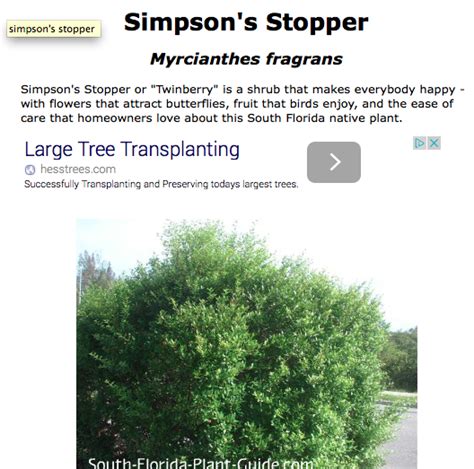 The only problem i have with it is it can be subject to powdery mildew, especially here in. simpson's stopper | Florida native plants, Flowers that ...