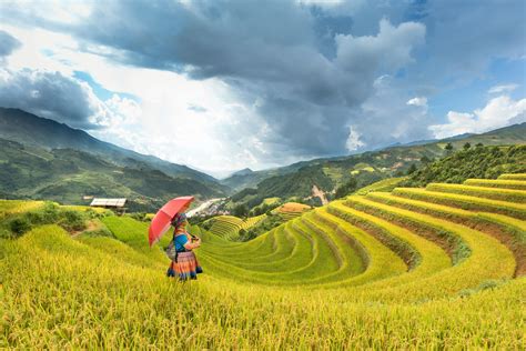 Photo Of Person On Rice Terraces · Free Stock Photo