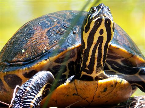 Florida Redbellied Turtle Chrysemys Nelsoni Sunning In A Pond Taken