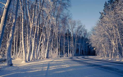 Nature Snow Winter Tree Road Cool Shadow Background