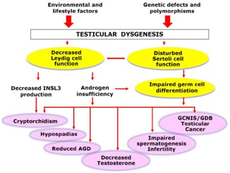 Testicular Cancer Pathogenesis Diagnosis And Management With Focus On
