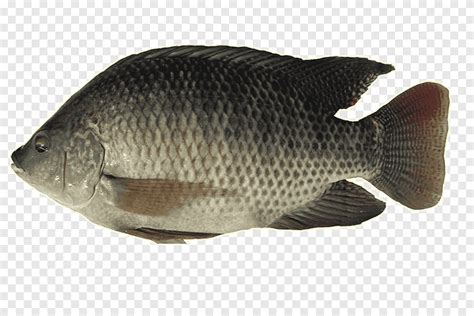 Free Download Nile Tilapia Fish Oreochromis Aureus Nile Perch Small