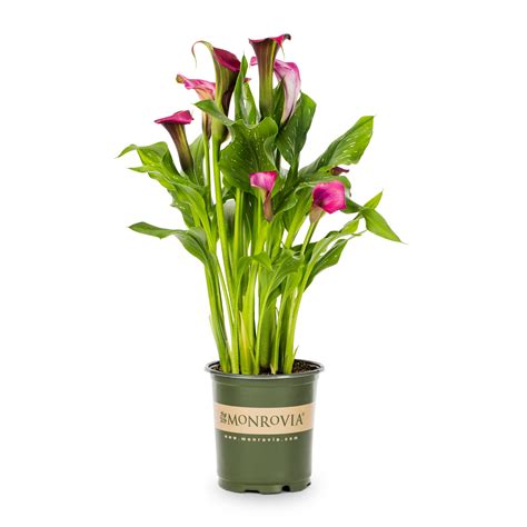 Calla Lily Cherry Kiss Plants Bulbs Seeds At Lowes Com