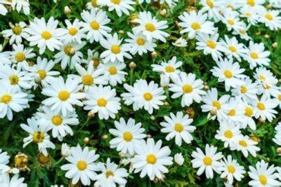 We did not find results for: Summer Blooming Perennials - Info On Perennials That Bloom ...