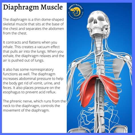 Diagram Of The Human Body With Caption About Its Major Functions And