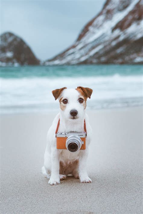 Sweet jack russel terrier puppy on the beach. Winter dog photography panasonic camera. | Russel 