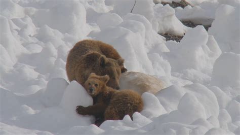 The Himalayan Brown Bears Life In Snow Roundglass Sustain