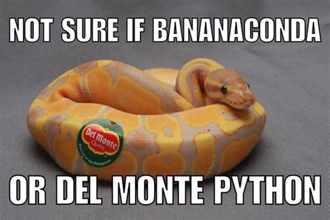 Bananaconda Cute Snake Funny Animal Pictures Snakes Funny
