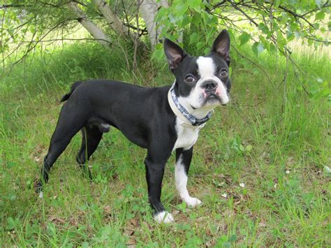 Boston Terrier Pictures Information Temperament Characteristics