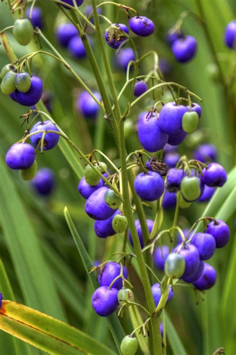 36 Electric Blue Berries Of Dianella Tasmanica Flickr Photo