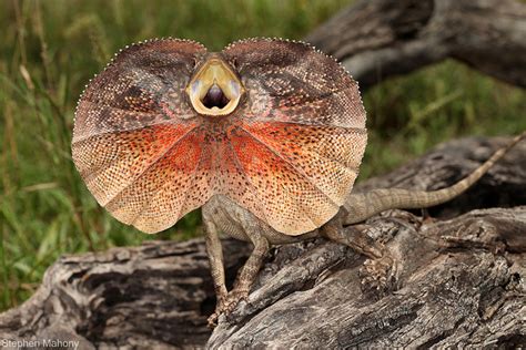 Nature And More Frilled Neck Lizard Frilled Lizard Frilled