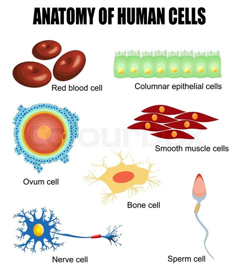Anatomy Of Human Cells Stock Vector Colourbox