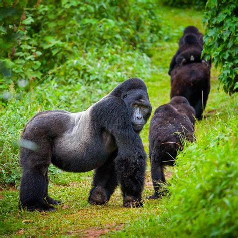 Realm Africa Safaris East African Safaris Gorilla And Wildlife Tours