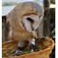 Cute Baby Barn Owl  Nerja Rob Nature