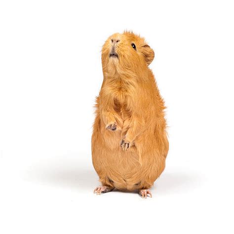 Guinea Pig Cute Pictures Stock Photos Pictures And Royalty Free Images