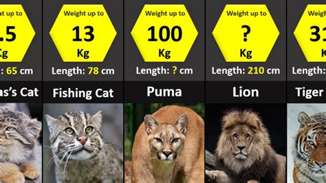 All 40 Species Of Wild Cats Size Comparison Youtube
