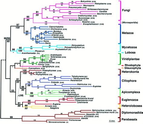 A Kingdom Level Phylogeny Of Eukaryotes Based On Combined Protein Data
