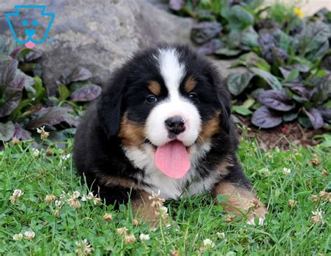 Duke is 3/4 bernese mountain dog and 1/4 german shepherd. Toby | Bernese Mountain Dog Puppy For Sale | Keystone Puppies