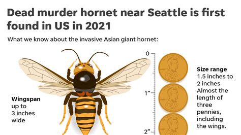 Answer Man Asian Murder Hornets In Buncombe County Passing Problem