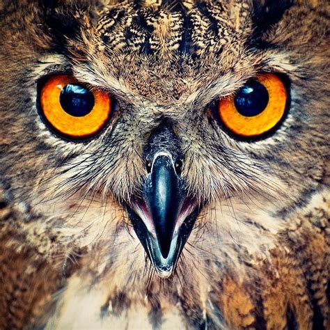 Impressive Owl Eyes Owl Photography Owl