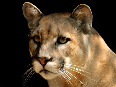 Cougar Photos Hd Free Download Wallpaper Backgrounds
