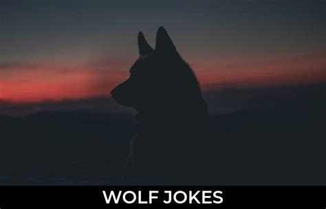 119 Wolf Jokes And Funny Puns Jokojokes