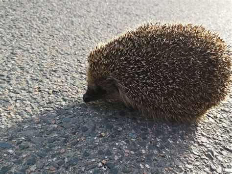 Hedgehogs On Roads The Problems And Solutions Hedgehog Street