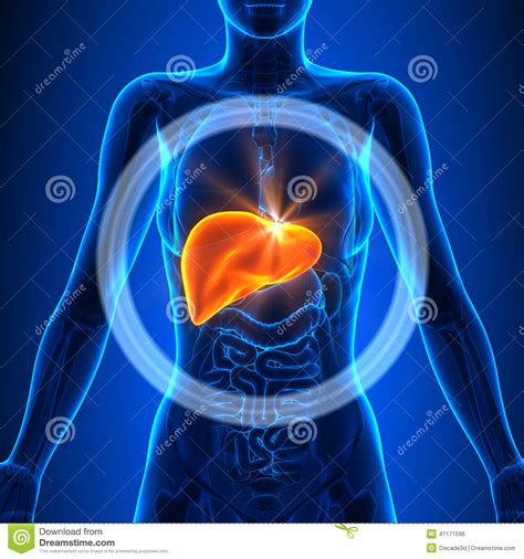 Liver Female Organs Human Anatomy Stock Illustration Illustration