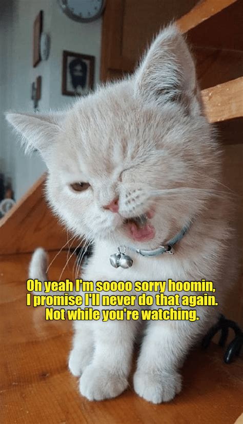 So Sorry Lolcats Lol Cat Memes Funny Cats Funny Cat Pictures