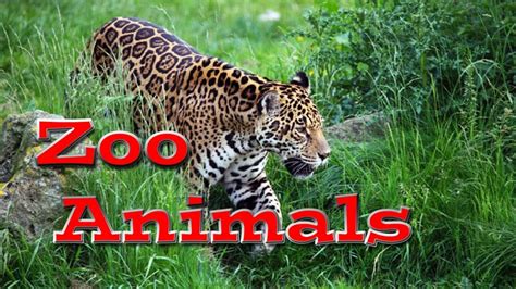 Animal World Zoo Animals For Kids Kids Learning Videos Youtube