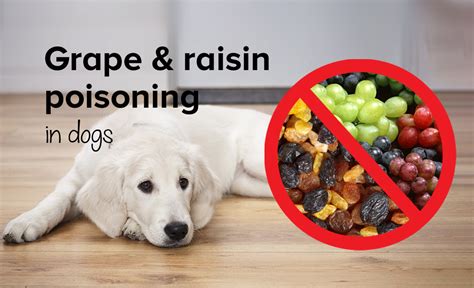 Raisin Grape And Currant Poisoning In Dogs Harmful Foods For Dogs Zuki