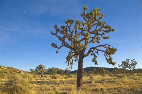 Exploring Joshua Tree National Park