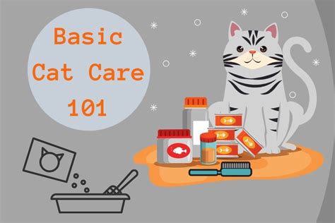 Cat Care Basics 101 Purr Crazy