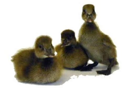 Murray Mcmurray Hatchery Khaki Campbell Ducks